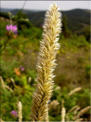 Melica_ciliata0673