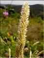 Melica_ciliata0673