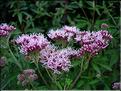 Origanum_vulgareMD042