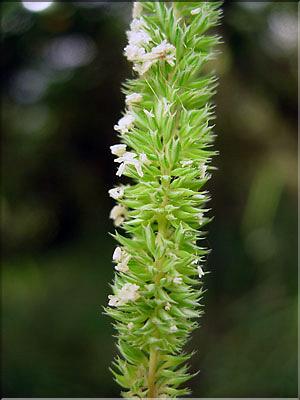 Phleum_phleoides0650