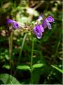 Prunella_vulgarisMD047