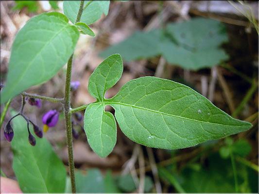 Solanum_dulcamara0683