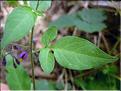 Solanum_dulcamara0683