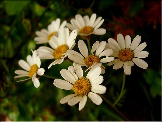 tanacetum_corymb0690