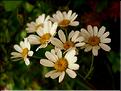 tanacetum_corymb0690