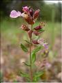 Teucrium_chamaedrys0644