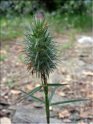 Trifolium_angustifMD007