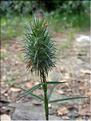 Trifolium_angustifMD007