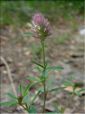 Trifolium_arvenseMD008