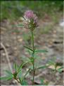 Trifolium_arvenseMD008