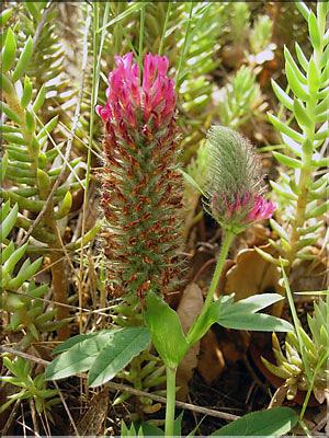 Trifolium_rubens0657
