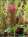 Trifolium_rubens0657