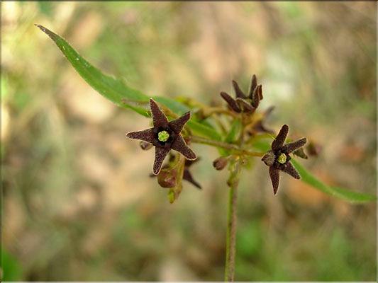 Vincetoxicum_nigrum0663