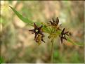 Vincetoxicum_nigrum0663