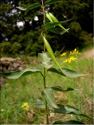 Vincetoxicum_nigrum0664