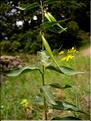 Vincetoxicum_nigrum0664