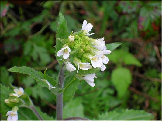 Arabis_turrita4758