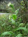 Arabis_turrita8244