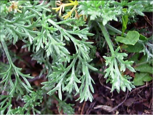 Artemisia_campestris8315