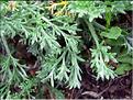 Artemisia_campestris8315