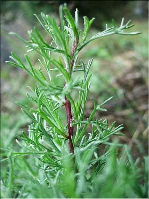 Artemisia_campestris8316