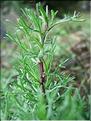 Artemisia_campestris8316