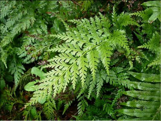 Asplenium_adiantumNigr8245