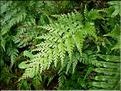 Asplenium_adiantumNigr8245