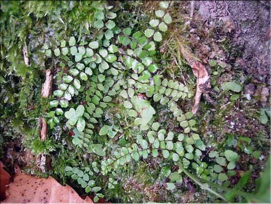 Asplenium_trichomanes8285