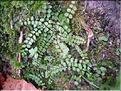Asplenium_trichomanes8285