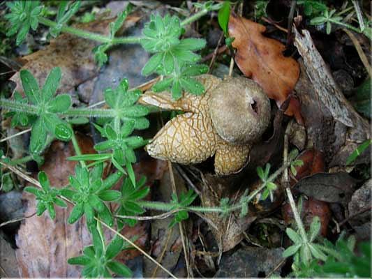 Astraeus_hygrometricus8295