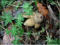 Astraeus_hygrometricus8295
