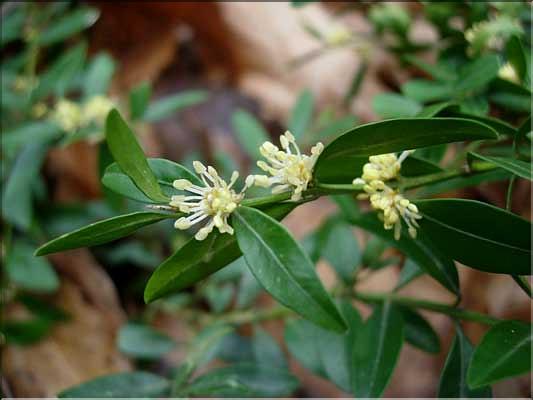 Buxus_sempervirens8276