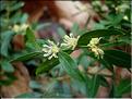 Buxus_sempervirens8276