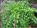 Cardamine4799