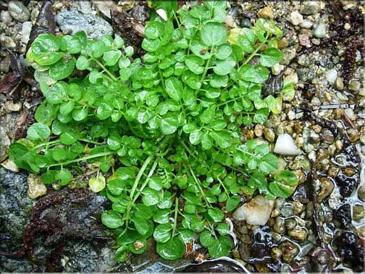 Cardamine_hirsuta8278