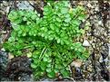 Cardamine_hirsuta8278