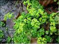 Chrysosplenium_opposit8261