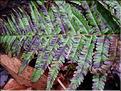 Dryopteris_filix-mas8264