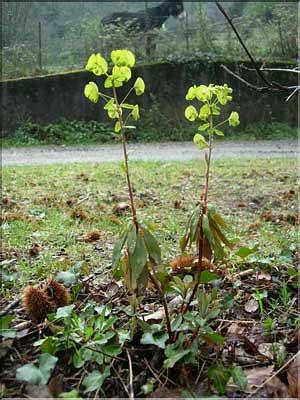 Euphorbia_amygdaloides8248