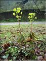 Euphorbia_amygdaloides8248