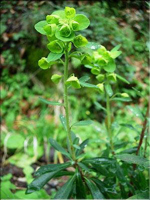 Euphorbia_amygdaloides8255