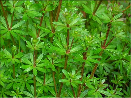 Galium4773
