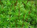 Galium4773