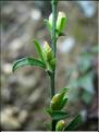 Genista_pilosa8306