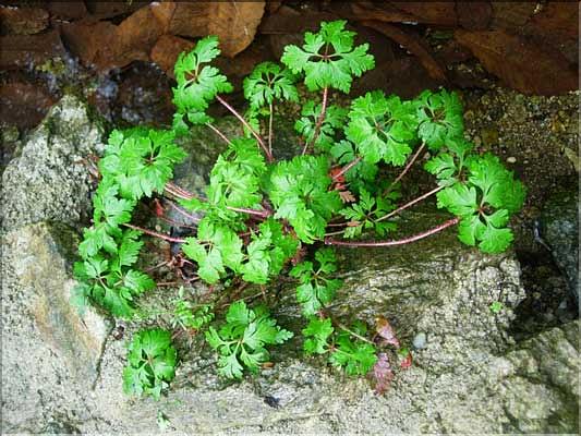 Geranium_robertianum8256