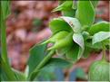 Helleborus_foetidus4781