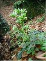 Helleborus_foetidus8267