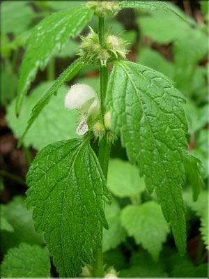 Lamium_flexuosum8250