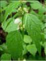Lamium_flexuosum8250